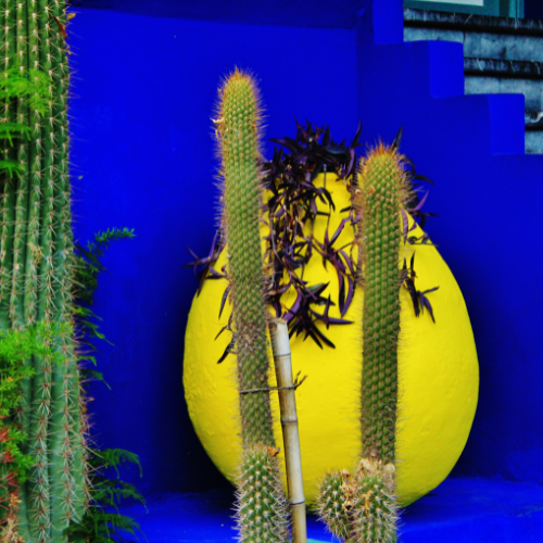 Jardin-Majorelle5-visite