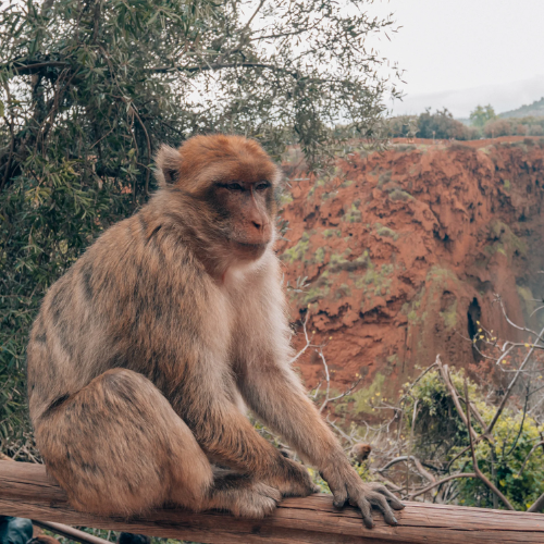 Ouzoud6-marrakech-visite